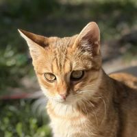 Brady à l'adoption #5