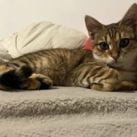 Brady à l'adoption #6