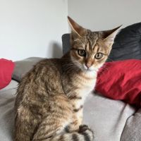 Brady à l'adoption #7