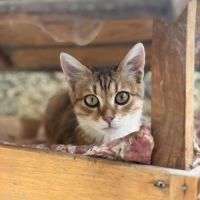 Brady à l'adoption #8