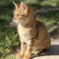 Brady à l'adoption #9