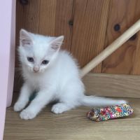 Opale à l'adoption #2