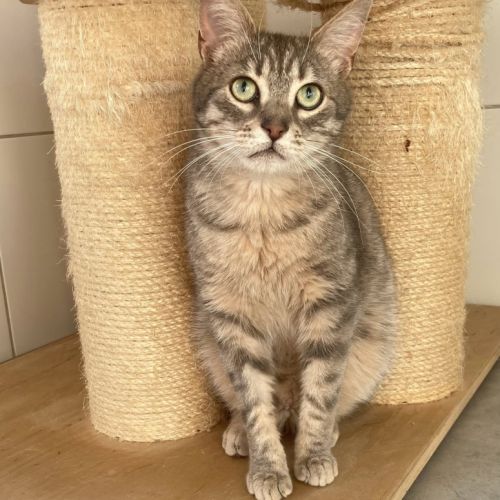 Smooky à l'adoption #3