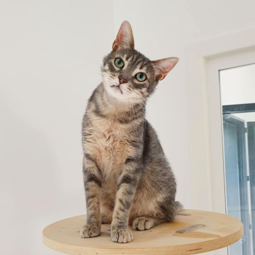 Smooky à l'adoption