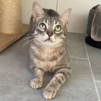 Smooky à l'adoption #1