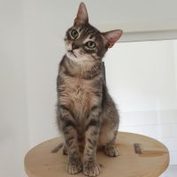Smooky à l'adoption #2