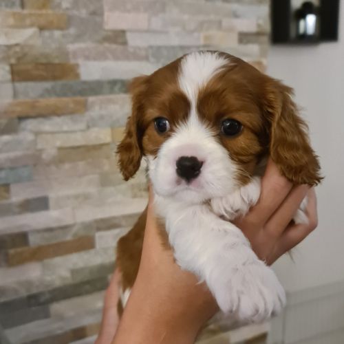 Adorables chiots cavalier king charles à vendre #1
