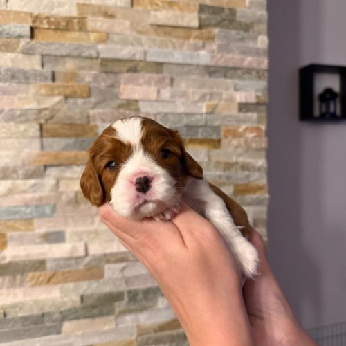 🐶 adorables chiots cavalier king charles à vendre #6