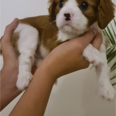 Adorables chiots cavalier king charles à vendre #0