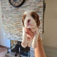 🐶 adorables chiots cavalier king charles à vendre