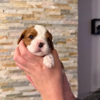 🐶 adorables chiots cavalier king charles à vendre #0