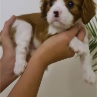 Adorables chiots cavalier king charles à vendre