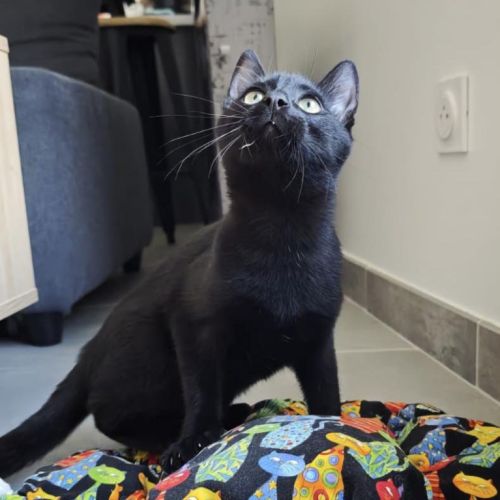 Pepsi à  l'adoption #3