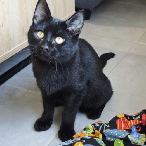 Pepsi à  l'adoption #4