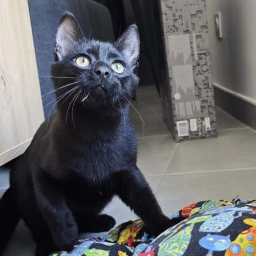 Pepsi à  l'adoption #5