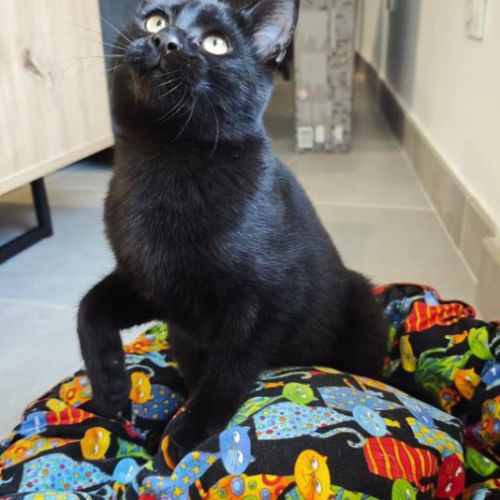 Pepsi à  l'adoption #7