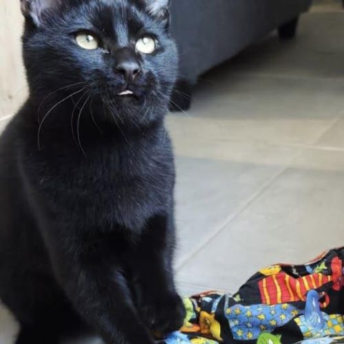 Pepsi à  l'adoption #8