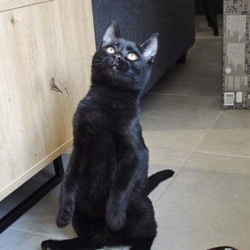 Pepsi à  l'adoption #9