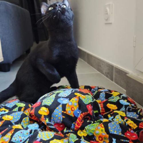 Pepsi à  l'adoption #10