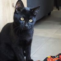 Pepsi à  l'adoption #0