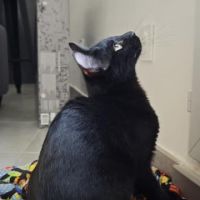 Pepsi à  l'adoption #2