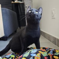 Pepsi à  l'adoption #3