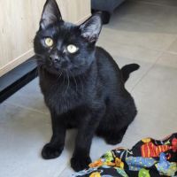 Pepsi à  l'adoption #4