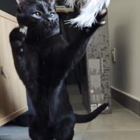 Pepsi à  l'adoption #6