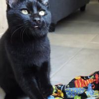 Pepsi à  l'adoption #8