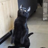 Pepsi à  l'adoption #9