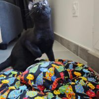 Pepsi à  l'adoption #10