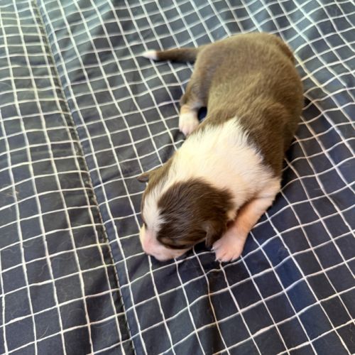 Chiot berger australien #4