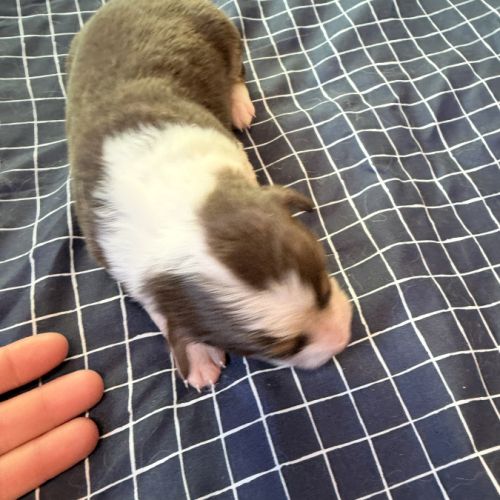 Chiot berger australien