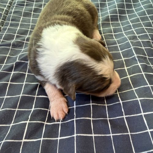 Chiot berger australien #6