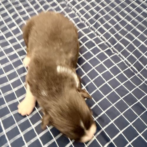 Chiot berger australien #7