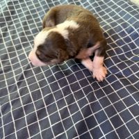 Chiot berger australien #2