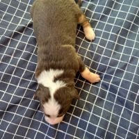 Chiot berger australien #3