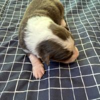 Chiot berger australien #6