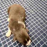 Chiot berger australien #7