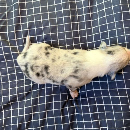 Chiot berger australien disponible pour fin novembre