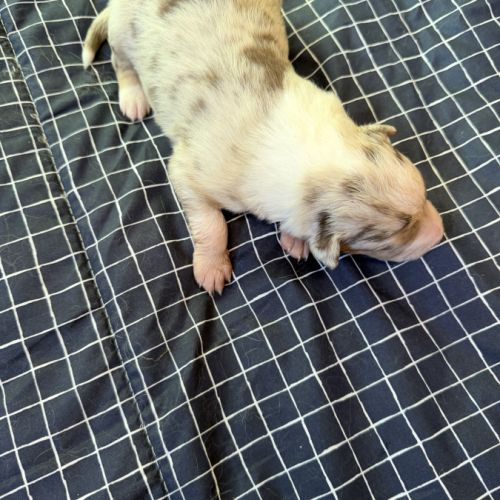 Chiot berger australien disponible pour fin novembre #3