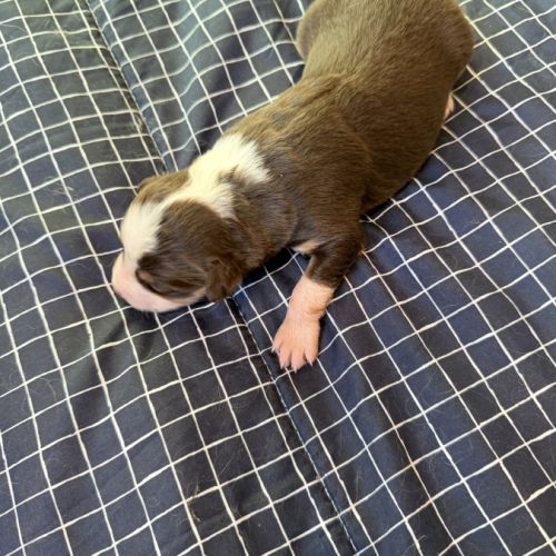 Chiot berger australien disponible pour fin novembre #5