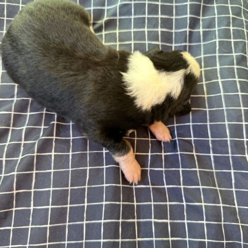 Chiot berger australien disponible pour fin novembre #7