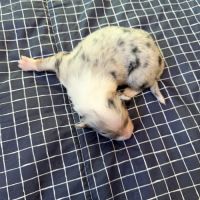 Chiot berger australien disponible pour fin novembre #1