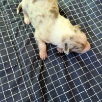 Chiot berger australien disponible pour fin novembre #3