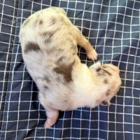 Chiot berger australien disponible pour fin novembre #4