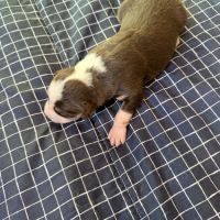 Chiot berger australien disponible pour fin novembre #5