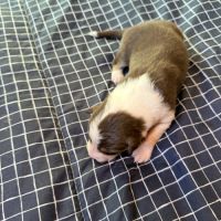 Chiot berger australien disponible pour fin novembre #6