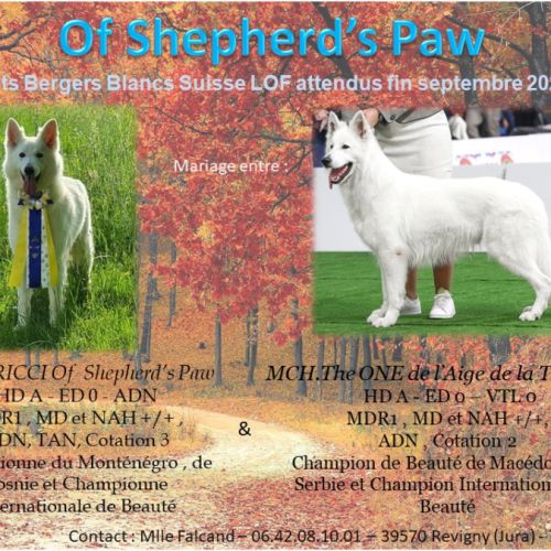 Chiots bergers blanc suisse lof à réserver #2