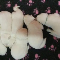 Chiots bergers blanc suisse lof à réserver #0